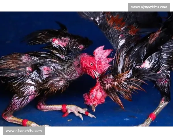 泰国斗鸡比赛传统与文化背后的历史意义与现状分析